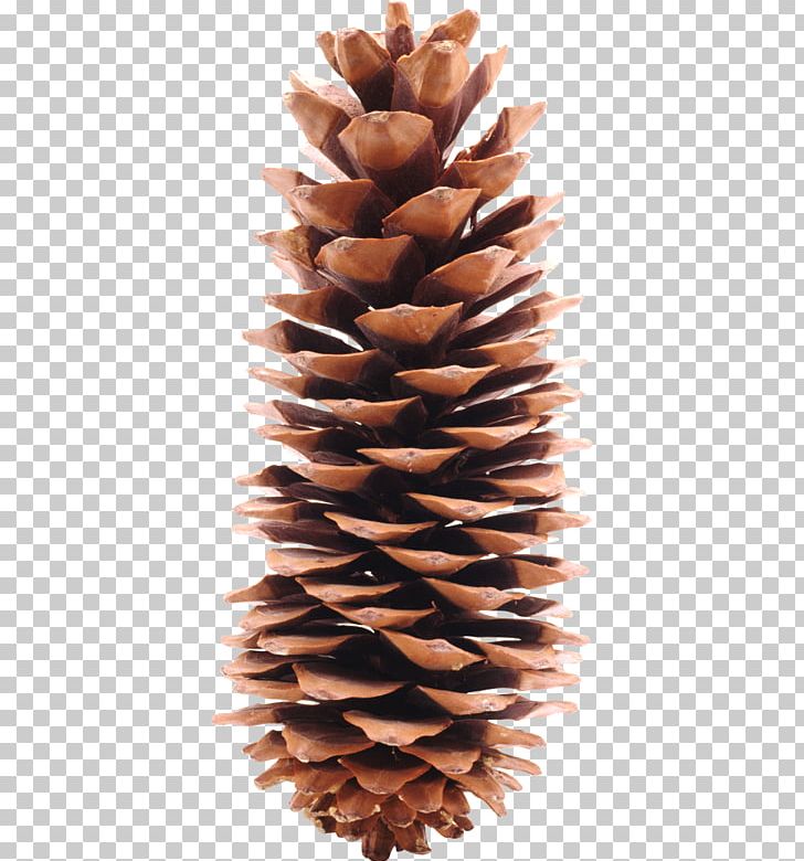 Conifer Cone Pine Icon PNG, Clipart, Cone, Conifers, Digital Image, Download, Element Free PNG Download