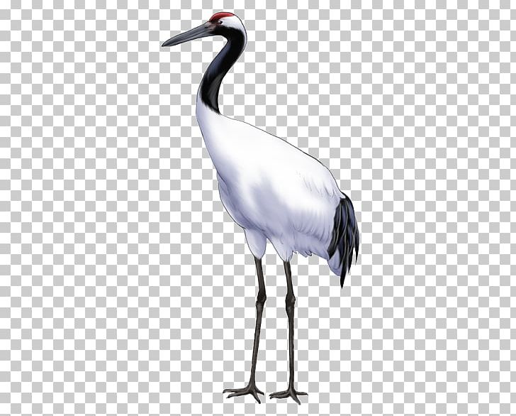 Crane Bird Icon PNG, Clipart, Beak, Ciconiiformes, Computer Icons, Crane Bird, Crane Like Bird Free PNG Download