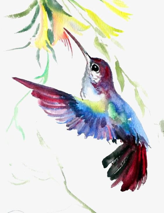 Hummingbird PNG, Clipart, Animal, Art, Birds, Cartoon, Fresh Free PNG Download