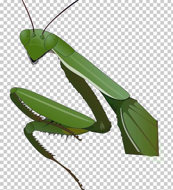 Insect Mantis Portable Network Graphics PNG, Clipart, Animals, Arthropod, Beneficial Insects, Computer Icons, Desktop Wallpaper Free PNG Download
