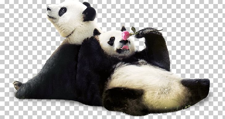 Giant Panda Red Panda Everland Cuteness PNG, Clipart, Animal, Bear, Carnivoran, Computer Icons, Cuteness Free PNG Download