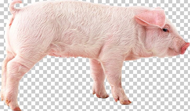 Pig PNG, Clipart, Pig Free PNG Download