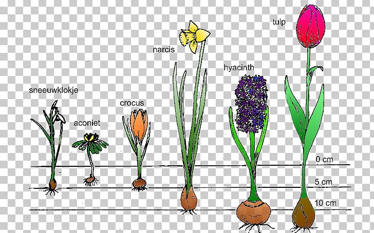 Bulb Bolgewas Tuber Tulip Flower PNG, Clipart, Bolgewas, Bulb, Child, Commodity, Drawing Free PNG Download