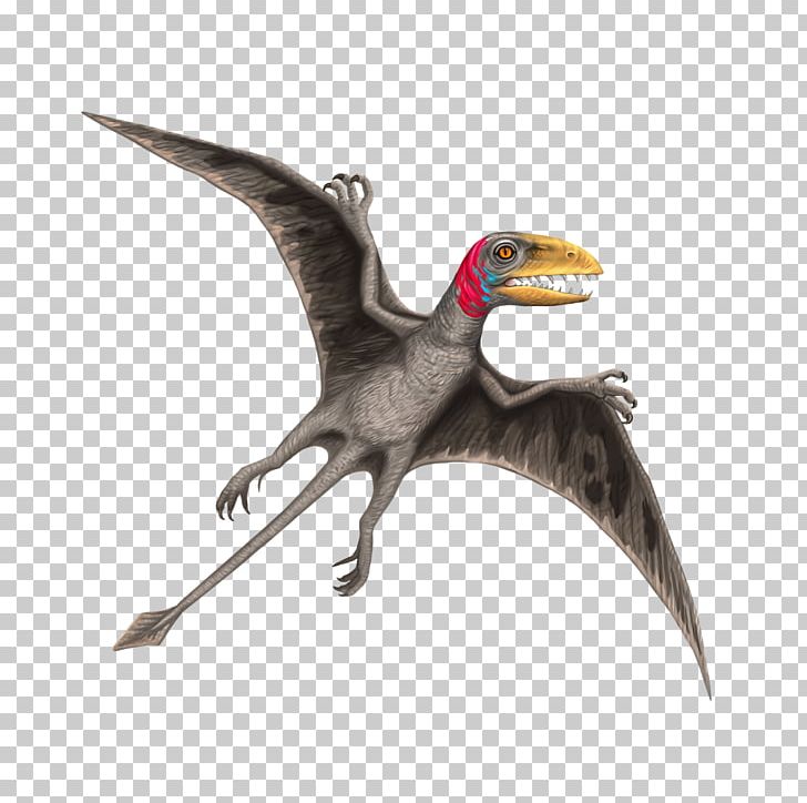 Dimorphodon Stock Photography PNG, Clipart, Beak, Dimorphodon, Dinosaur, Fauna, Feather Free PNG Download