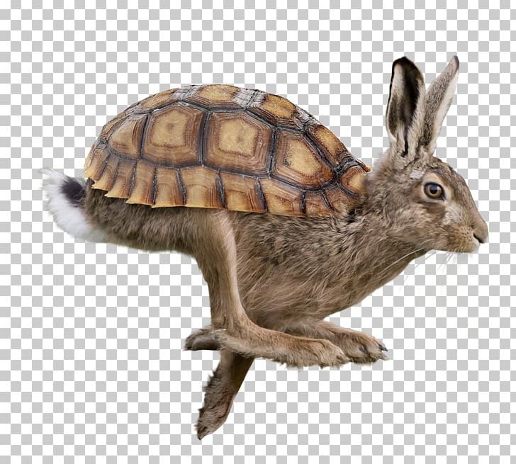 Domestic Rabbit Triceratops Torosaurus Horn Tyrannosaurus PNG, Clipart, Box Turtle, Box Turtles, Devops, Dinosaur, Domestic Rabbit Free PNG Download