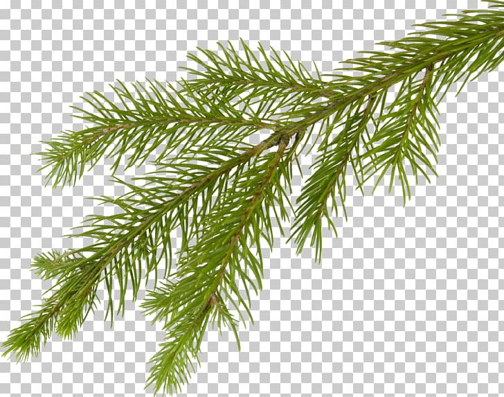 Fir Pine Spruce Larch Tree PNG, Clipart, Branch, Christmas, Christmas Tree, Conifer, Evergreen Free PNG Download