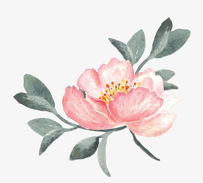 Hand-painted Flowers PNG, Clipart, Beautiful, Beautiful Flowers, Chinese, Chinese Rose, Design Free PNG Download