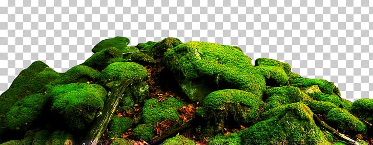 Landscape Moss Nature Stone PNG, Clipart, Big Stone, Breath, Breath Of Spring, Clay, Description Free PNG Download