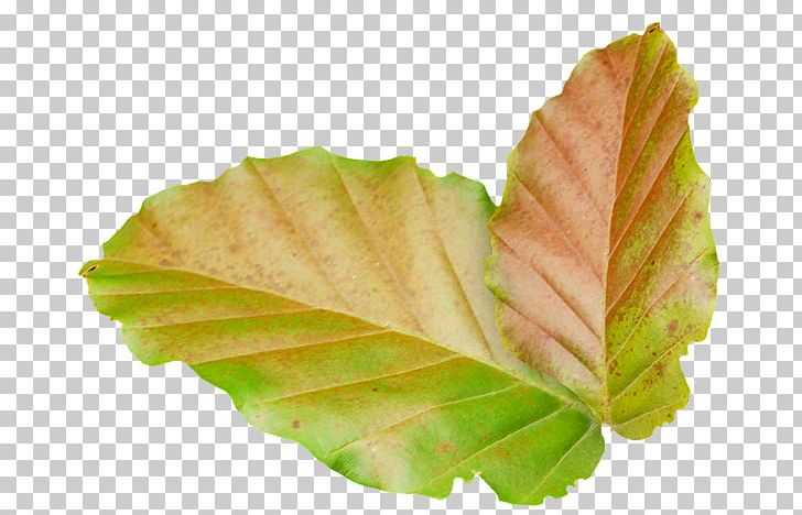 Template Leaf Others PNG, Clipart, Clip Art, Document, Download, Editing, Eigen Free PNG Download