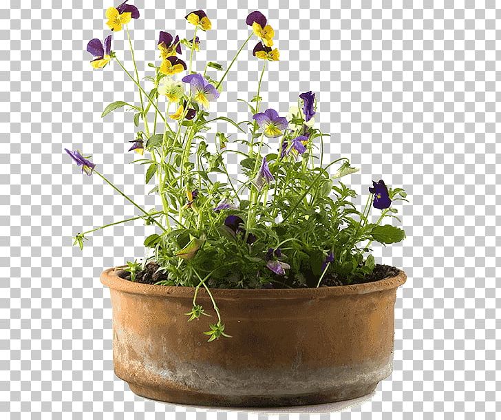 Violet Web Development Herbalism Purple PNG, Clipart, Blog, Company, Flower, Flowerpot, Herb Free PNG Download