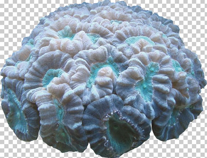 Coral Computer Software PNG, Clipart, Animation, Blue, Cartoon, Computer Software, Coral Free PNG Download