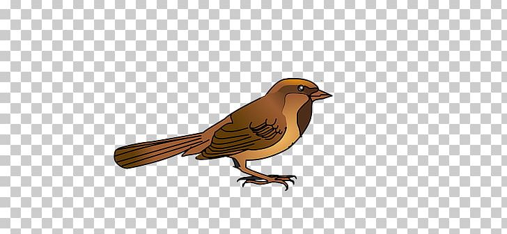 House Sparrow Bird Beak PNG, Clipart, Animals, Animation, Beak, Bird, Download Free PNG Download