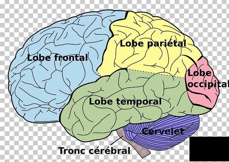Human Brain Lobes Of The Brain Lateralization Of Brain Function Human Body PNG, Clipart, Anatomy, Area, Cerebral Cortex, Cerebral Hemisphere, Cerebrum Free PNG Download