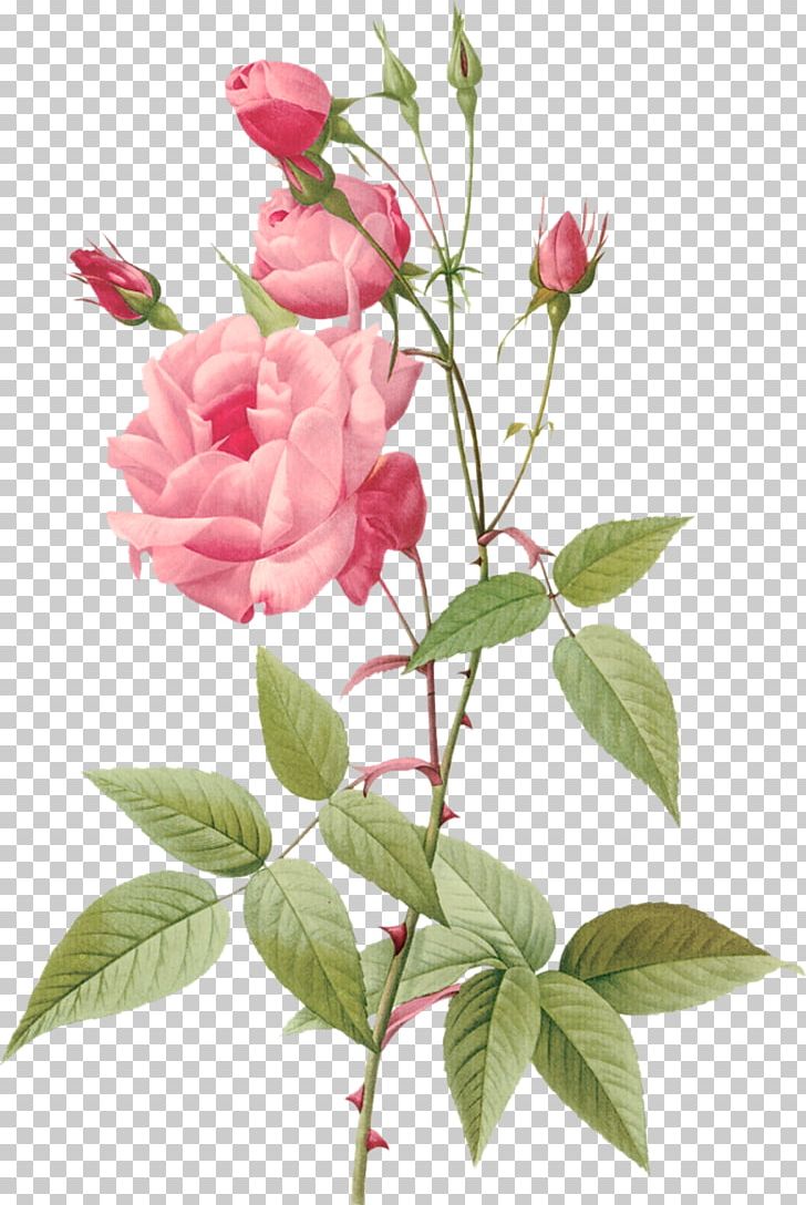 Hybrid Tea Rose Botanical Illustration Botany Flower PNG, Clipart, Botanical Illustration, Botany, Branch, Bud, Canvas Free PNG Download