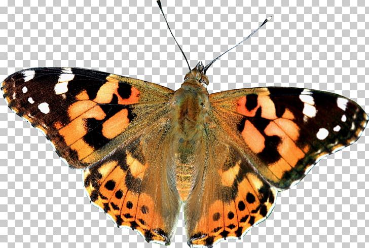 Monarch Butterfly Painted Lady Pieridae Gossamer-winged Butterflies PNG, Clipart, Animal, Arthropod, Brush Footed Butterfly, Butterflies And Moths, Butterfly Free PNG Download