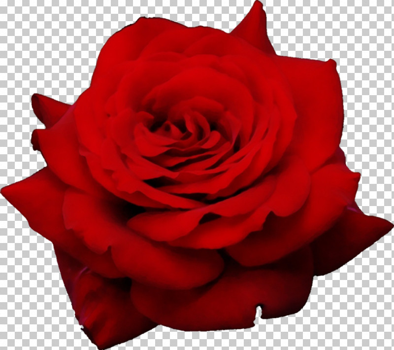 Garden Roses PNG, Clipart, Cabbage Rose, Cut Flowers, Floribunda, Flower, Flower Bouquet Free PNG Download