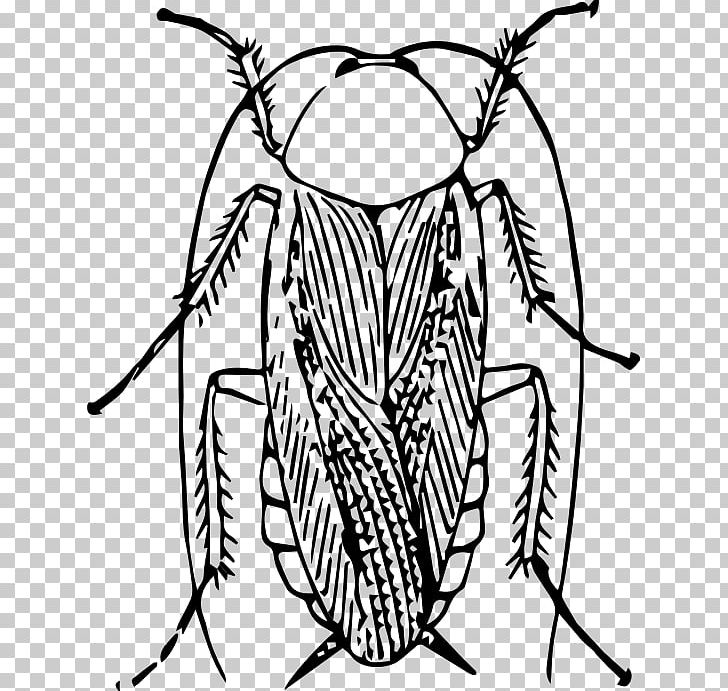 Cockroach Insect Drawing PNG, Clipart, Animals, Artwork, Black And White, Blattodea, Brown Cockroach Free PNG Download