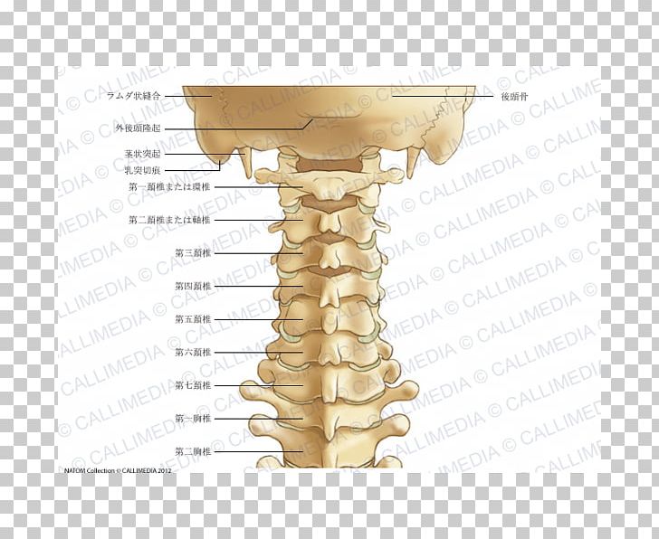 Process Cervical Vertebrae Vertebral Column Anatomy Atlas PNG, Clipart, Anatomy, Angle, Atlas, Axis, Bone Free PNG Download
