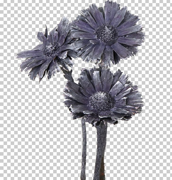 Sugarbushes Cut Flowers Protea Compacta Rosette PNG, Clipart, Artificial Flower, Color, Cut Flowers, Flower, Flowering Plant Free PNG Download
