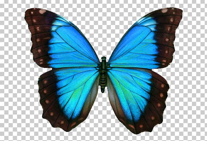 Swallowtail Butterfly PNG, Clipart, Arthropod, Brush Footed Butterfly, Butterflies And Moths, Butterfly, Graphic Design Free PNG Download