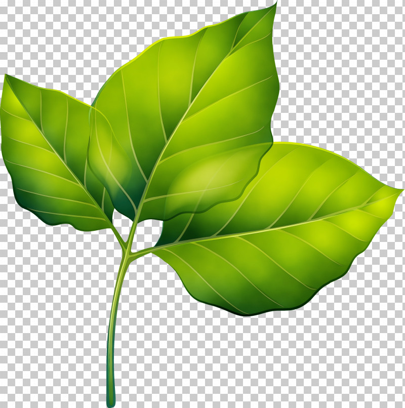 Leaf Plant Stem Green Plants Science PNG, Clipart, Biology, Green, Leaf, Paint, Plants Free PNG Download