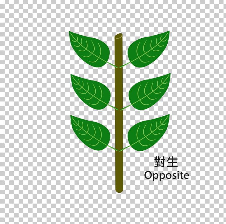 Leaf Logo Plant Stem Font PNG, Clipart, Grass, Leaf, Logo, Plant, Plant Stem Free PNG Download