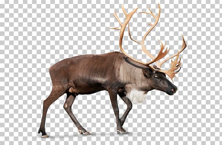 Reindeer Rudolph PNG, Clipart,  Free PNG Download