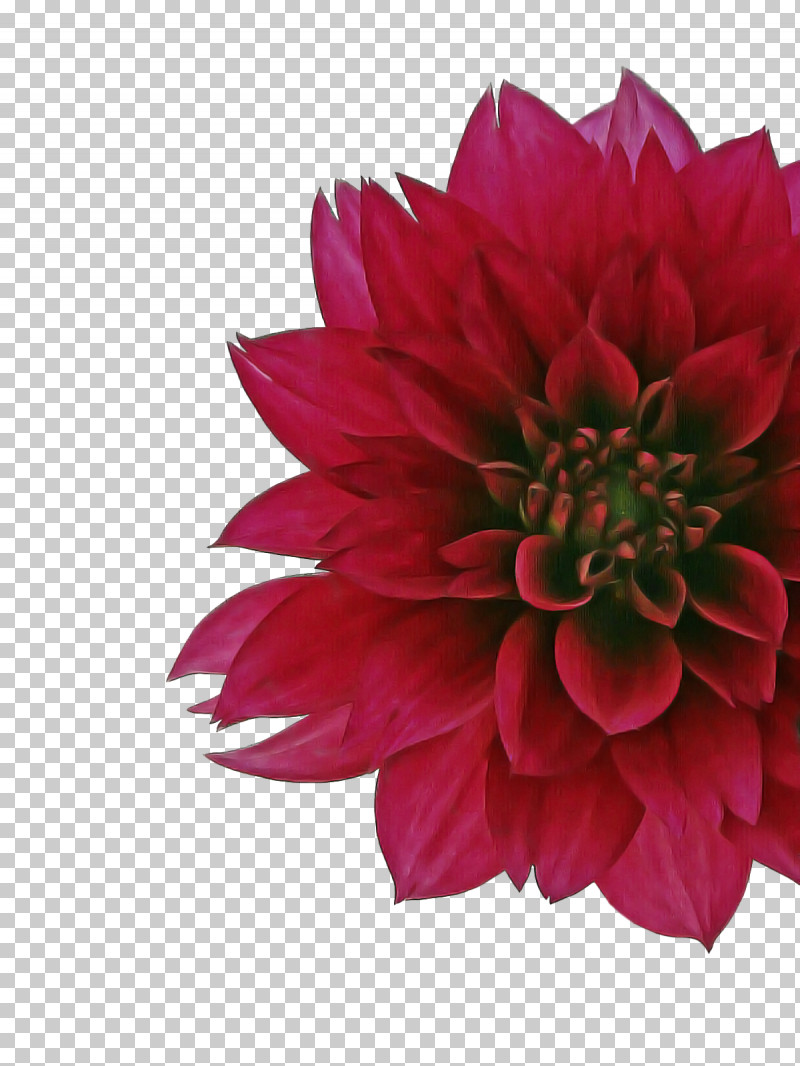 Dahlia Cut Flowers Petal Chrysanthemum Flower PNG, Clipart, Biology, Chrysanthemum, Cut Flowers, Dahlia, Flower Free PNG Download