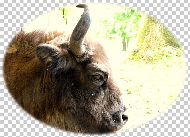 Cattle Goat Wildlife Terrestrial Animal Snout PNG, Clipart, Animal, Animals, Cattle, Cattle Like Mammal, Cow Goat Family Free PNG Download
