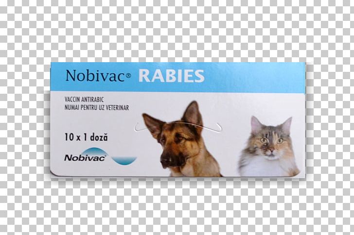 Dog Breed Cat Rabies Vaccine PNG, Clipart, Animals, Bovine Viral Diarrhea, Canine Distemper, Cat, Dog Free PNG Download