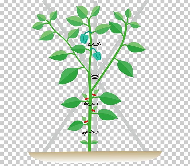 Plant Stem Leaf Flower PNG, Clipart, Branch, Branching, Flower, Flowering Plant, Grass Free PNG Download