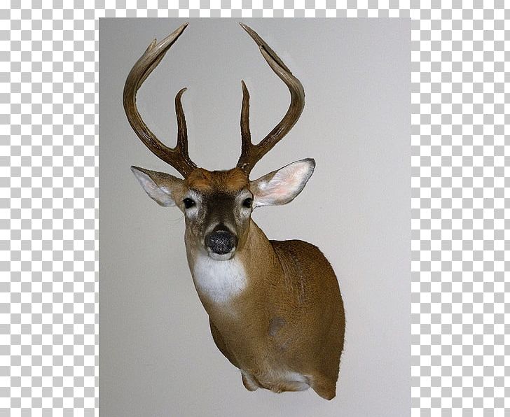 White-tailed Deer Taxidermy Antler Reindeer PNG, Clipart, Animals, Antler, Course, Deer, Fauna Free PNG Download