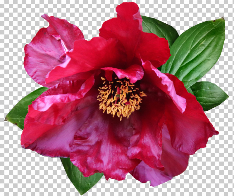 Peony Flower Annual Plant Herbaceous Plant Camellia PNG, Clipart, Annual Plant, Camellia, Flower, Flower 10, Herbaceous Plant Free PNG Download