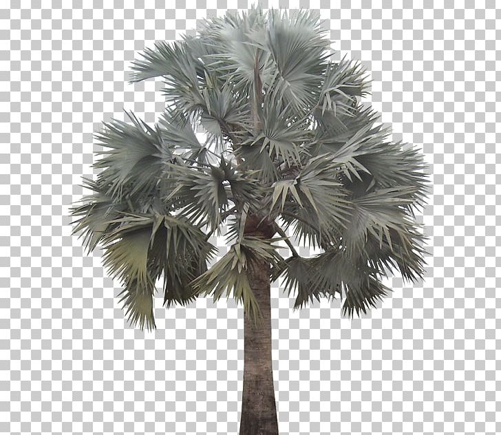 Arecaceae Bismarckia Plant Tree Date Palm PNG, Clipart, Arecaceae, Arecales, Asian Palmyra Palm, Attalea Speciosa, Bismarckia Free PNG Download