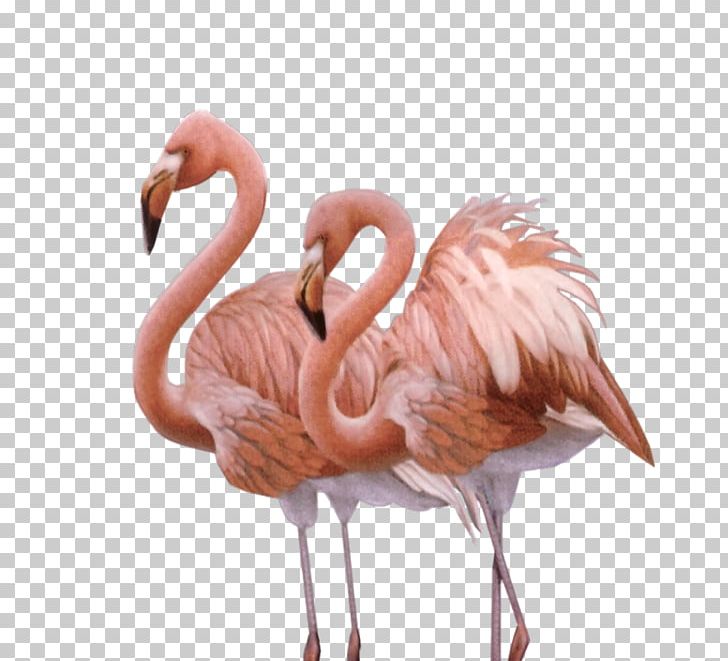 Camargue Bird Greater Flamingo American Flamingo Animal PNG, Clipart, American Flamingo, Animal, Animals, Beak, Bird Free PNG Download