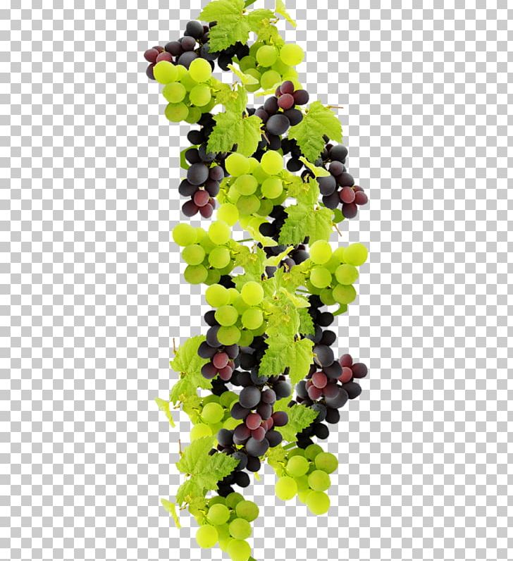 Grape Wine Food Juice Fruit PNG, Clipart, Auglis, Cleo, Flowering Plant, Food, Fruit Free PNG Download