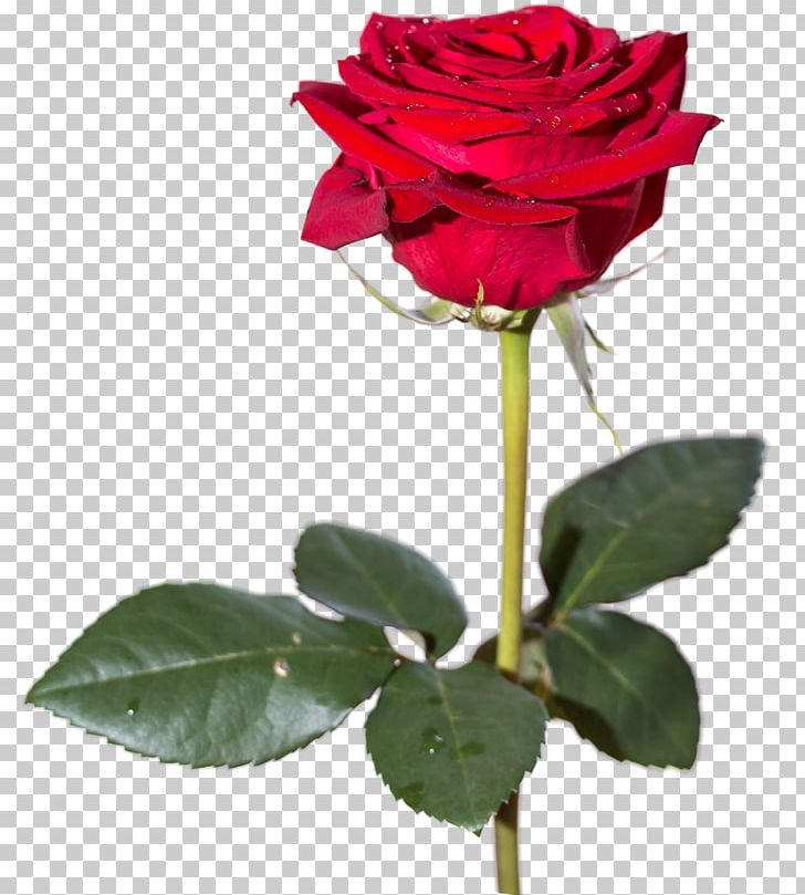 Rose High-definition Video PNG, Clipart, 1080p, China Rose, Cut Flowers, Desktop Wallpaper, Display Resolution Free PNG Download
