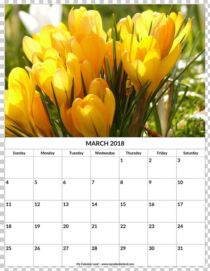 Tulip Flower Yellow Crocus Flavus PNG, Clipart, Calendar, Color, Crocus, Crocus Flavus, Cut Flowers Free PNG Download