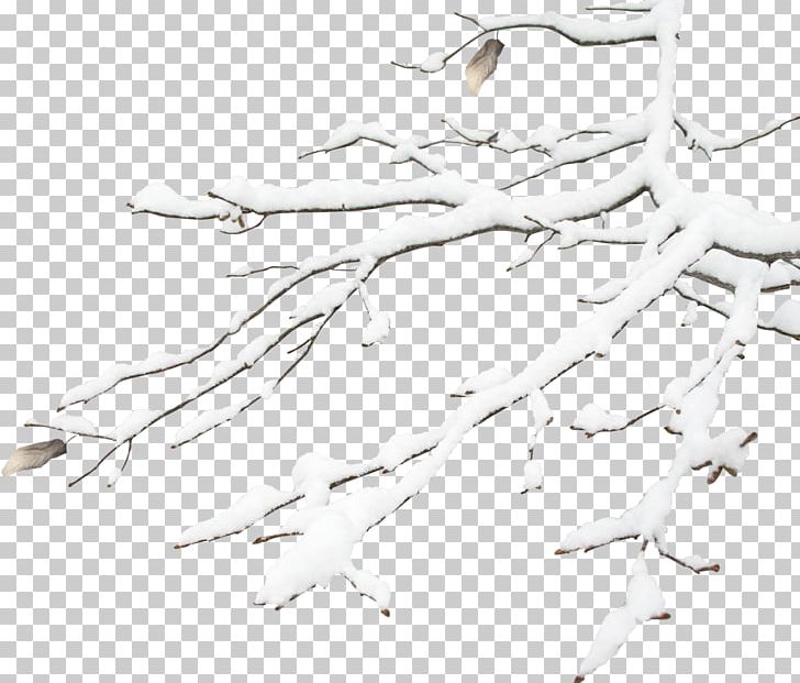 Winter Snowflake Gratis PNG, Clipart, Beak, Bird, Black And White, Branch, Branches Free PNG Download