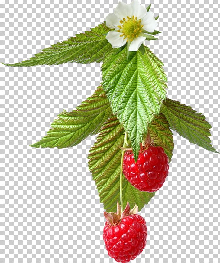 Red Raspberry PNG, Clipart, Berry, Computer Graphics, Computer Icons, Download, Food Free PNG Download