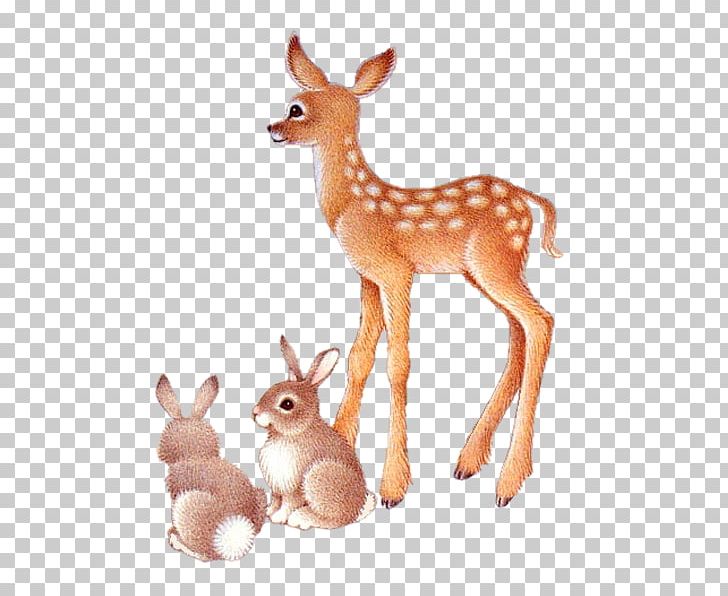 Roe Deer PNG, Clipart, Animals, Christmas Deer, Creative, Creative Deer, Deer Free PNG Download