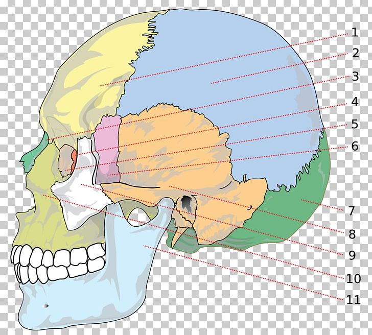 Skull Parietal Bone Anatomy Human Skeleton PNG, Clipart, Anatomy, Area, Art, Axial Skeleton, Bone Free PNG Download