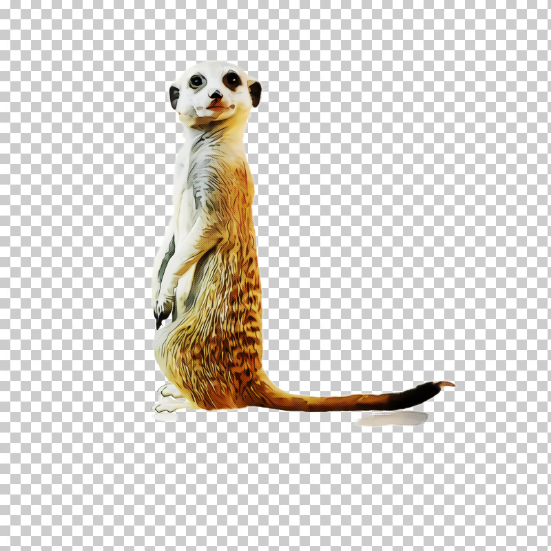 Meerkat Mongoose Wildlife Tail PNG, Clipart, Meerkat, Mongoose, Tail, Wildlife Free PNG Download
