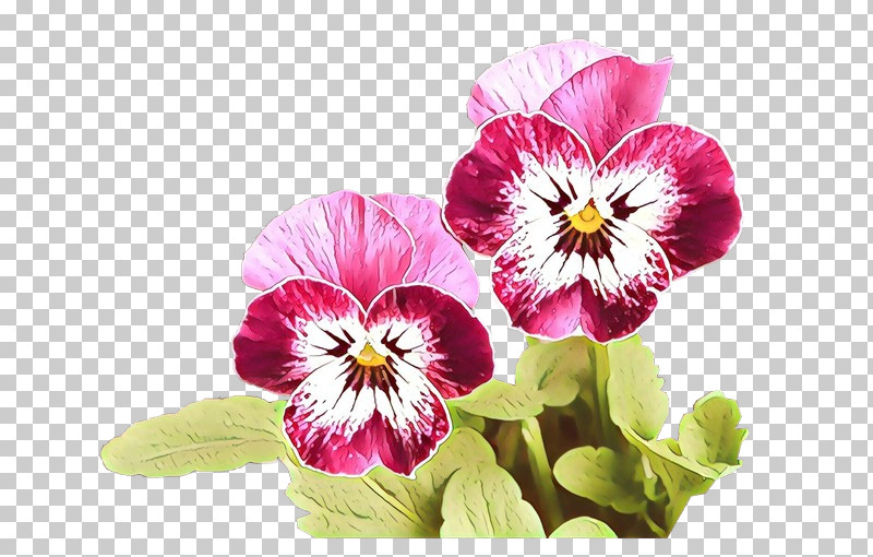 Flower Petal Pansy Plant Violet PNG, Clipart, Flower, Magenta, Pansy, Petal, Plant Free PNG Download