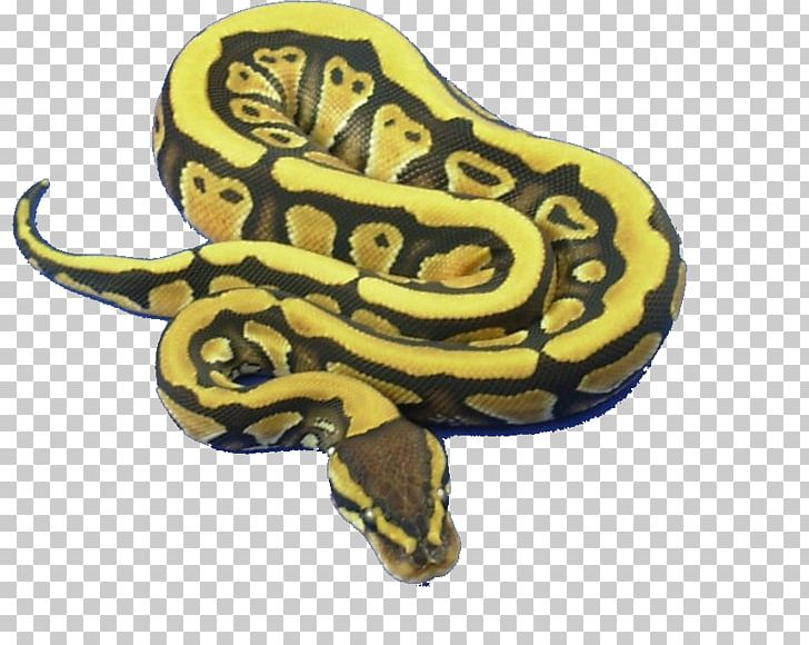 Class Attribute Python Object Amphibians PNG, Clipart, Amphibian, Amphibians, Attribute, Boas, Class Free PNG Download