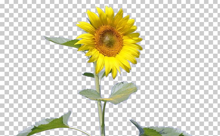 Common Sunflower Sunflower Seed PNG, Clipart, Daisy Family, Download, Flower, Flowering Plant, Flowers Free PNG Download