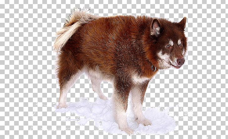 Canadian Eskimo Dog American Eskimo Dog Siberian Husky Alaskan Malamute Puppy PNG, Clipart, Animals, Carnivoran, Companion Dog, Dog Breed, Dog Breed Group Free PNG Download