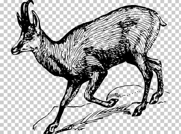 Chamois PNG, Clipart, Art, Black And White, Cattle Like Mammal, Chamois, Computer Free PNG Download