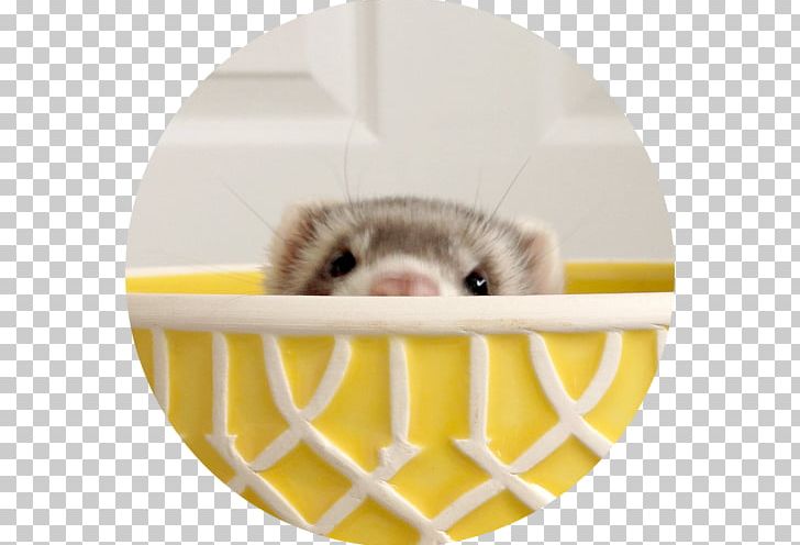 Gerbil Hamster Rat Dormouse Ferret PNG, Clipart, Animals, Computer Mouse, Dormouse, Fauna, Ferret Free PNG Download