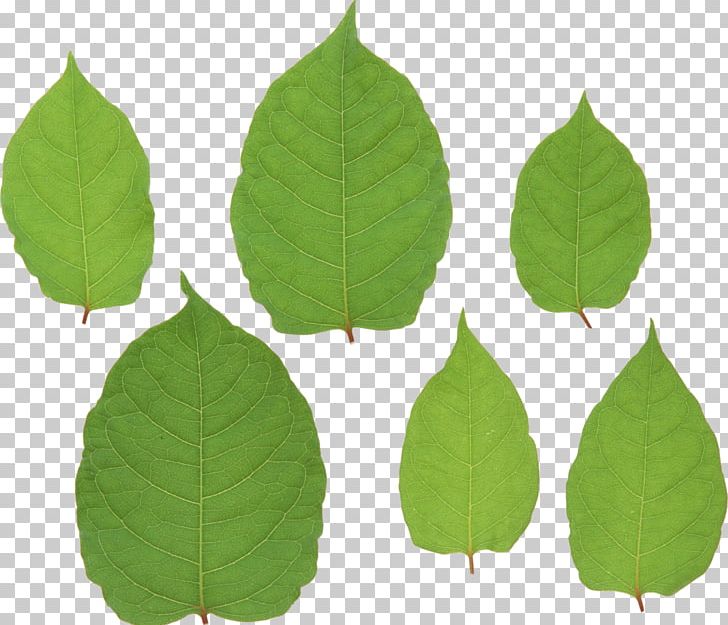 Leaf Green File Formats PNG, Clipart, Computer Icons, Download, Fruit, Green, Green Leaf Free PNG Download
